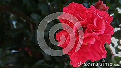 Beautiful red flower shrub,ever green plant Stock Photo