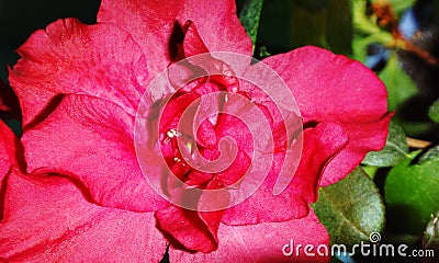 Beautiful red flower, similar to female genitalia, feminine Stock Photo