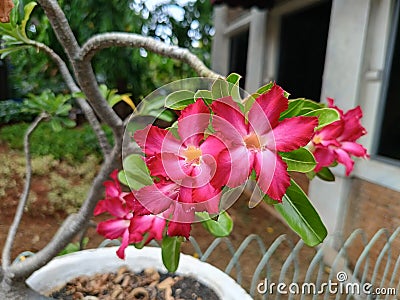 beautiful red flowers, adenium or desert rose or Japanese frangipani flowers Stock Photo