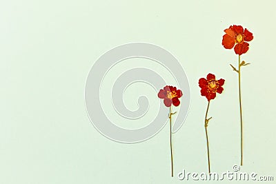 Beautiful red flowers on the blue background top view. Flat lay style. Stock Photo