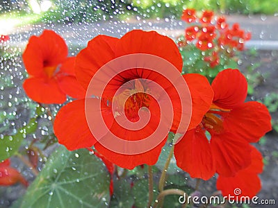 Beautiful red flowers with bokeh effect. Stock Photo
