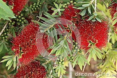 Beautiful red flowers Melaleuca citrina, background Stock Photo