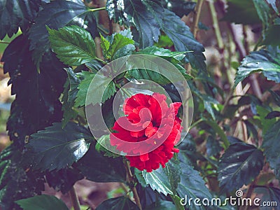 Beautiful Red flowers natural fotografi Stock Photo
