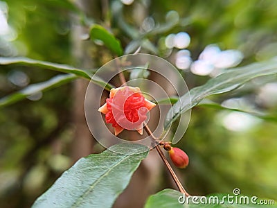 beautiful red flowers of the Pomegranate tree & x28;Punica granatum& x29; Stock Photo