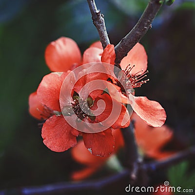 Beautiful red flowers quince, queen-apple, apple quince on dark green background. Useful ornamental fruit tree. Close-up macro Stock Photo