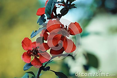 Beautiful red flowers quince, queen-apple, apple quince on yellow green background. Useful ornamental fruit tree. Closeup macro Stock Photo