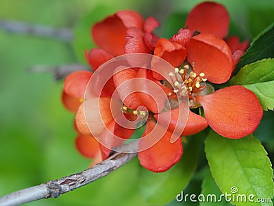 Blooming pomegranate tree Stock Photo