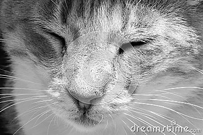 Beautiful red furred cat is resting under the table with closed eyes. Stock Photo