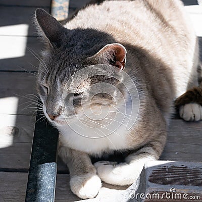 Beautiful red furred cat is resting under the table with closed eyes. Stock Photo