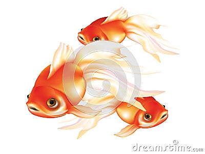 Beautiful red goldfish with white fins Vector Illustration