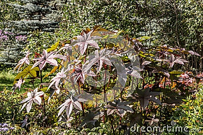 Beautiful red and green curved leaves of Ricinus communis or castor bean or castor oil plant on the flower bed in a garden in Stock Photo