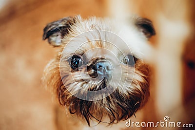 Beautiful red haired dog with tough hair Stock Photo