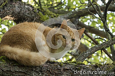 Beautiful red-headed cat with green eyes on a branch Stock Photo