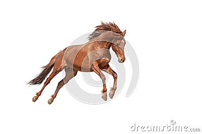 Beautiful red horse galloping in a phase jump developing mane. Stock Photo