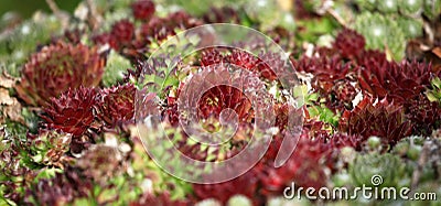 Red houseleek Sempervivum tectorum in flowerpot Stock Photo