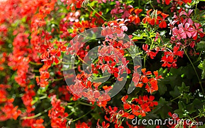 Beautiful red hybrid ivy-leaf geranium flowers Pelargonium peltatum on flowerbed. Nature background Stock Photo