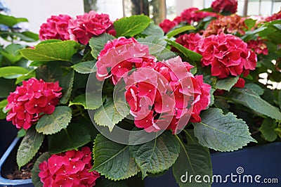 Beautiful red hydrangeas in a pot. Cultivation of flowers Stock Photo