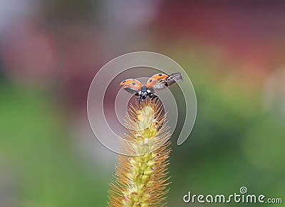 Beautiful red ladybug flies up from a blade of grass in a summe Stock Photo
