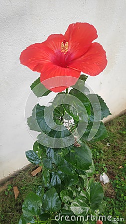 Beautiful Red Large Hibiscus flower with green leaves on the white background Stock Photo