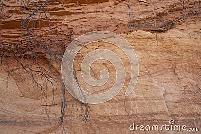 Beautiful red layered Sandstone cliff texture surface with tree roots Stock Photo