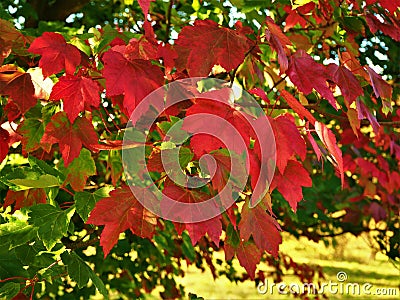 Beautiful red maple leaves in autumn Stock Photo