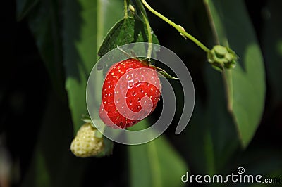 Beautiful red mature strawberry on a fresh branch in garden. Bright juicy ripe strawberries in the garden. Stock Photo