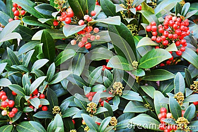 Beautiful red orange flowers, petals, natural background, garden beauty Stock Photo