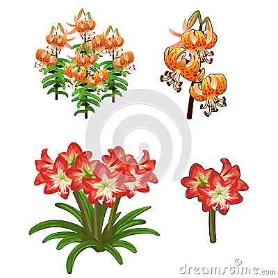 Beautiful red and orange lilies. Vector flowers Vector Illustration