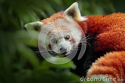 Beautiful Red panda lying on the tree with green leaves. Red panda, Ailurus fulgens, in habitat. Detail face portrait of animal fr Stock Photo