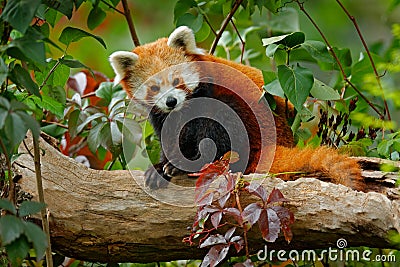 Beautiful Red panda lying on the tree with green leaves. Red panda bear, Ailurus fulgens, habitat. Detail face portrait, animal fr Stock Photo
