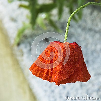Beautiful red papaver, wet and heavy from the rain and raindrops Stock Photo