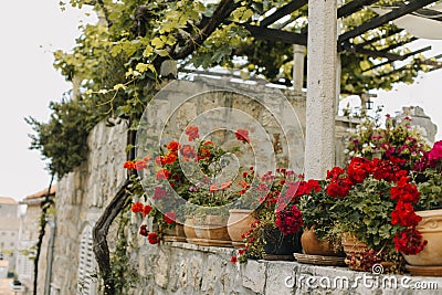 Beautiful red Pelargonium flowers in a pots on a summer street in Dubrovnik old town, Croatia Stock Photo
