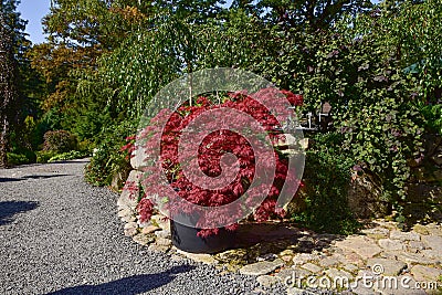 Beautiful red pile maple in a Japanese garden Stock Photo