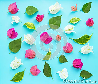 Beautiful red, pink and white bougainvillea flower on blue background Stock Photo