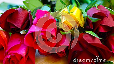 Beautiful red, pink, yellow and orange roses, closeup macro. Stock Photo