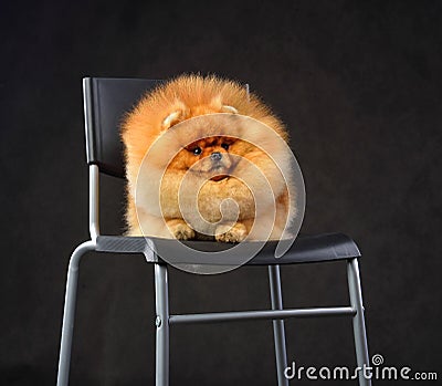 Beautiful red Pomeranian Spitz Stock Photo