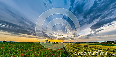 Beautiful red poppies field sunrise panoramic view, Alsace, Fran Stock Photo