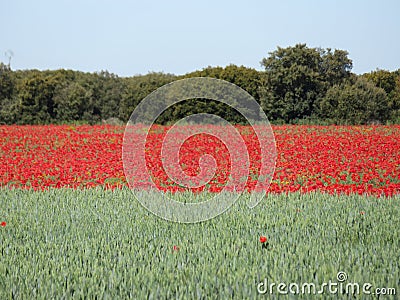 Beautiful red poppies full of flowers mixed with cereal Stock Photo