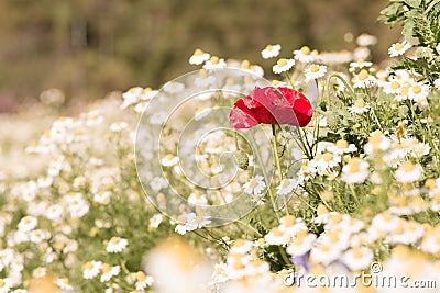 Beautiful red poppy is center of blurred white flowers Stock Photo