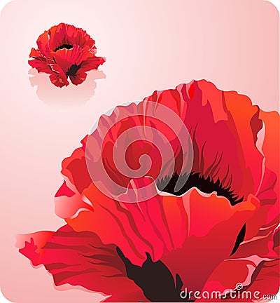 Beautiful red poppy flower- forces of nature theme Vector Illustration