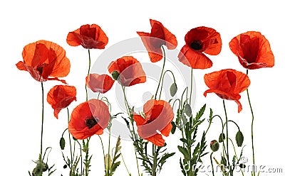 Beautiful red poppy flowers isolated Stock Photo