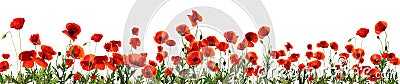 Beautiful red poppy flowers on background. Banner design Stock Photo