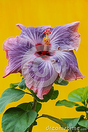 Beautiful red and purple colored hibiscus flower Stock Photo