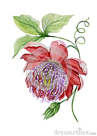 Beautiful red and purple passiflora Cartoon Illustration