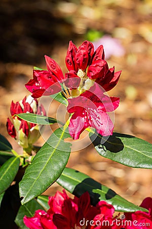Beautiful red rhododendron flower in the garden Stock Photo