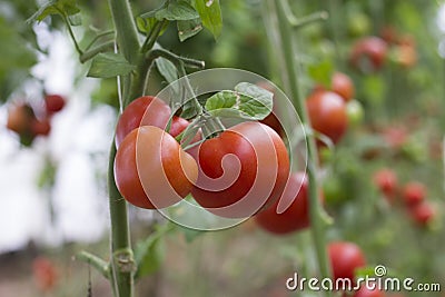 Beautiful red ripe heirloom tomatoes grown in a greenhouse. Gardening tomato photograph with copy space Stock Photo