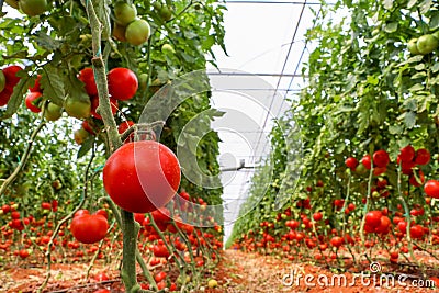 Beautiful red ripe tomatoes grown in a greenhouse Stock Photo