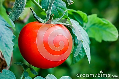 Beautiful red ripe tomatoes grown in a greenhouse Stock Photo