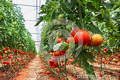 Beautiful red ripe tomatoes grown in a greenhouse Stock Photo