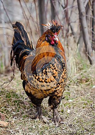 Red rooster in the Meadow Stock Photo